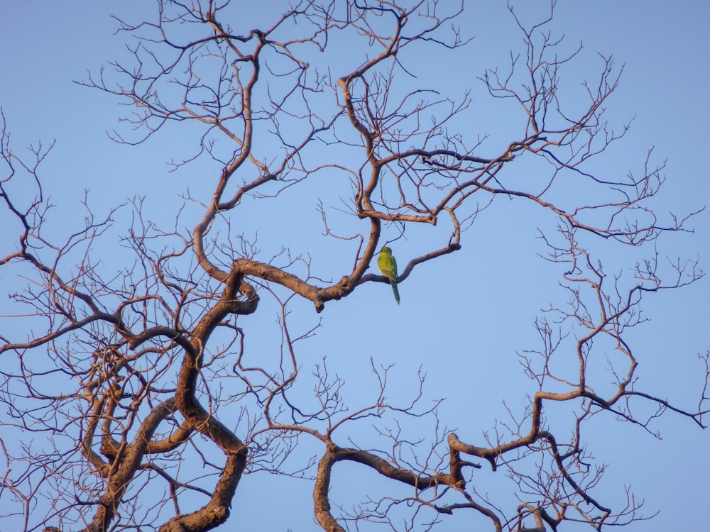 green bird perching on bare tree
