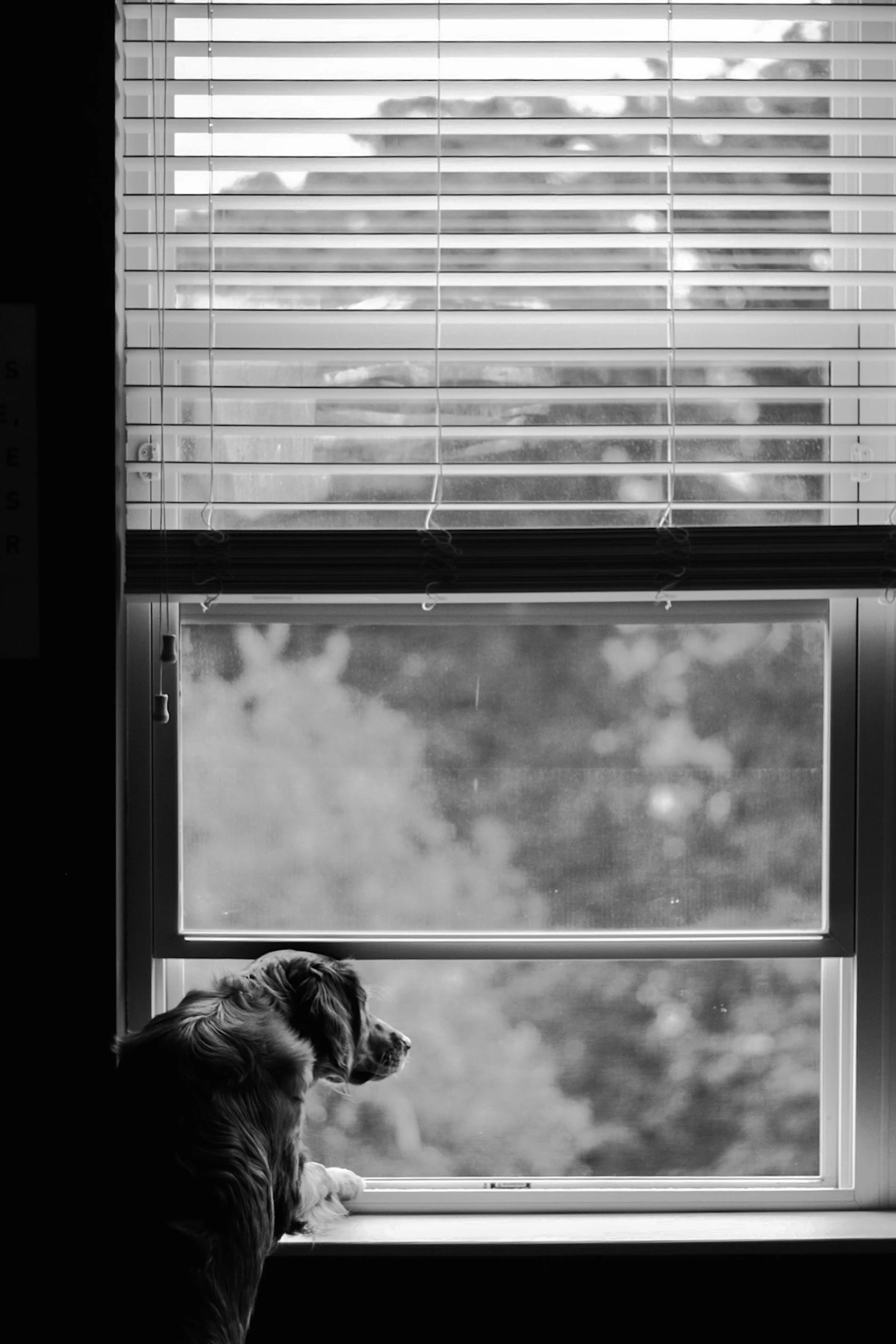 A calm dog resting indoors near a window with soft daylight coming in