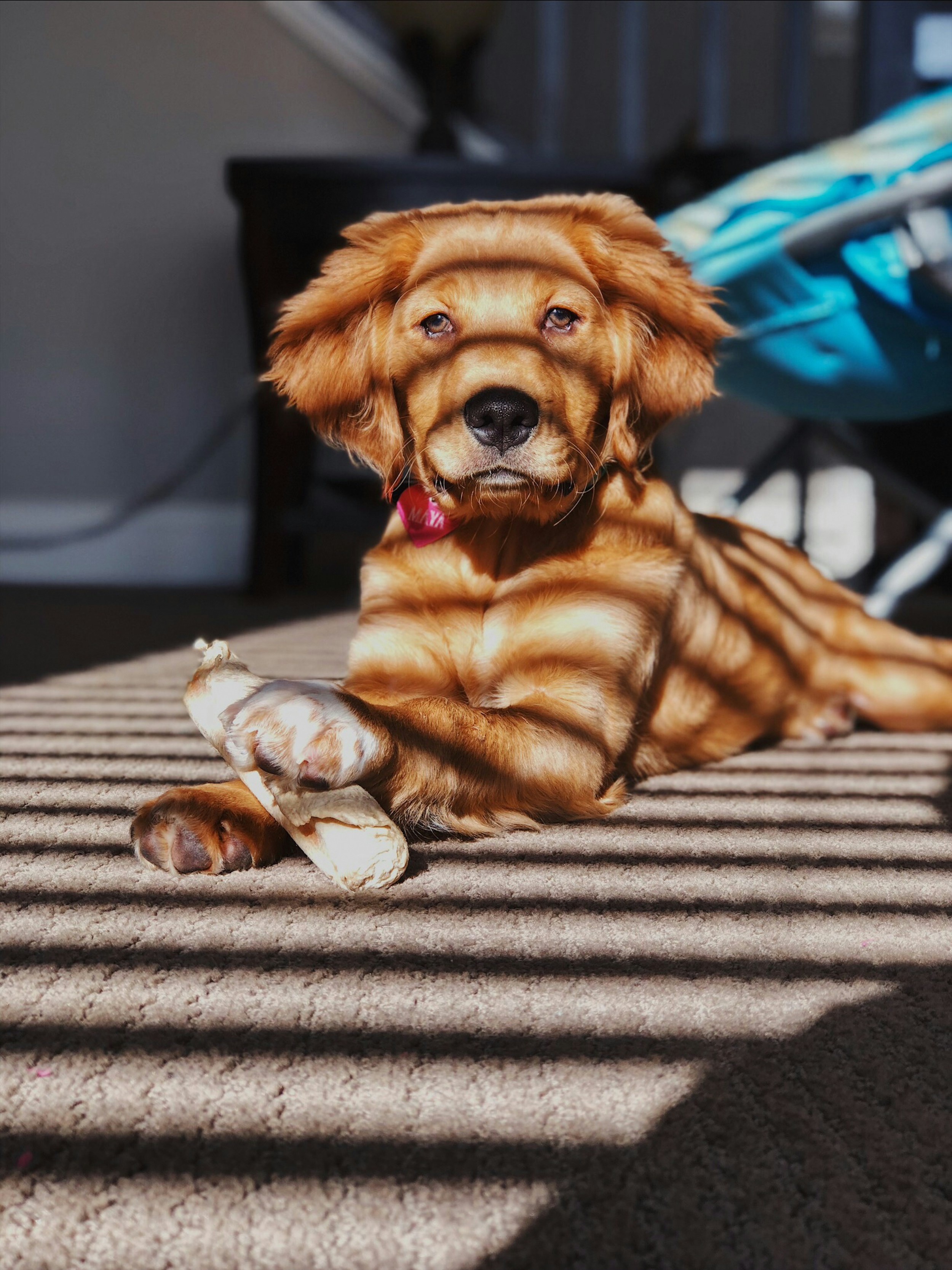Golden retriever puppy holds a white chew toy on the carpet.