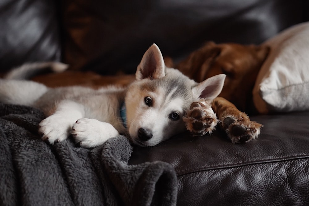 selective focus photography of white and grey puppy lying on sofa