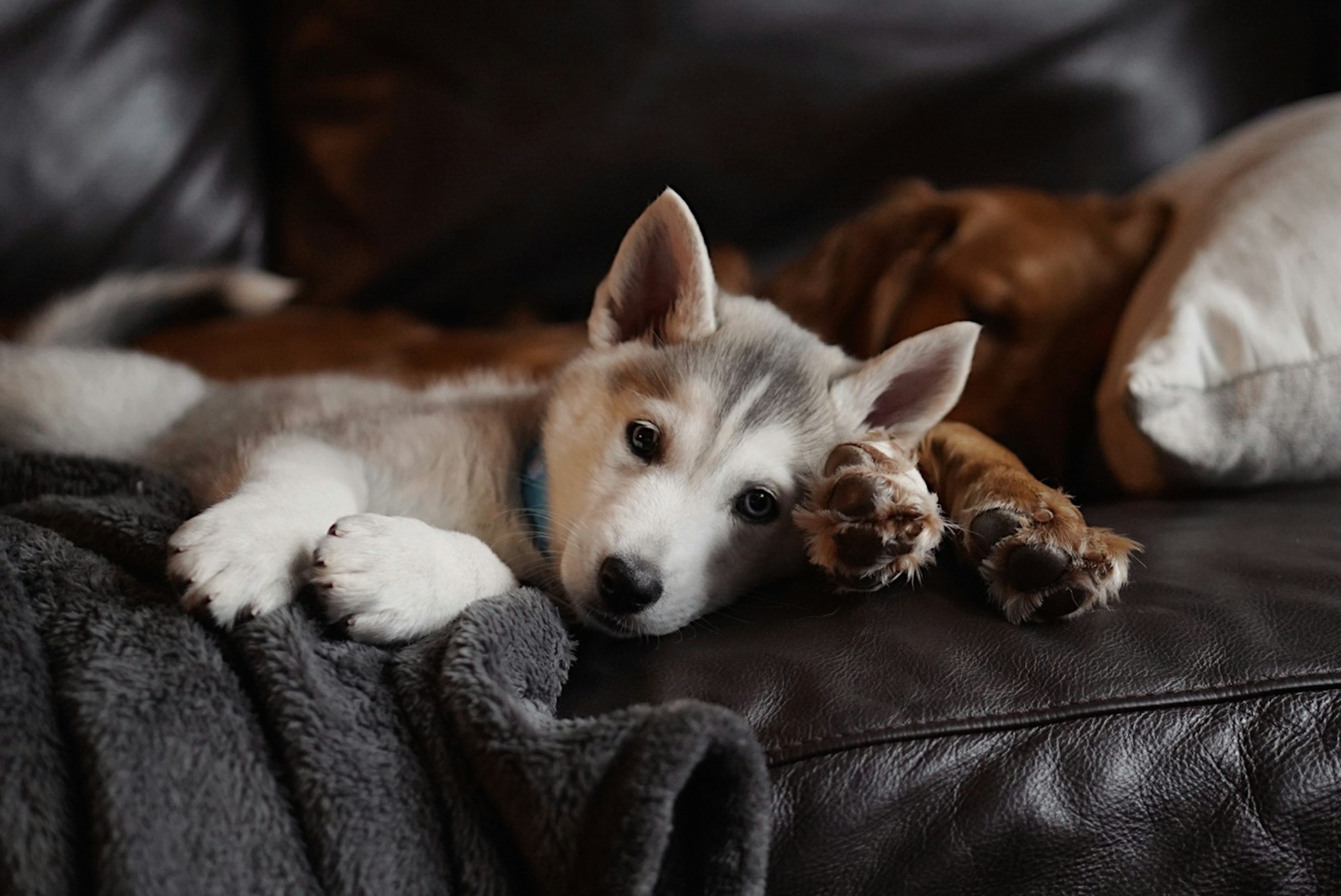 Husky puppy relaxing