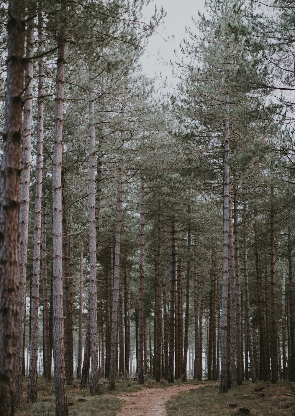 farm road surrounded by trees