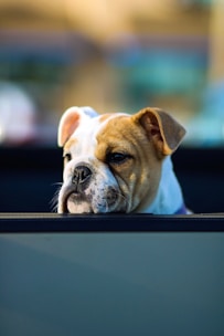 french bulldogs for sale