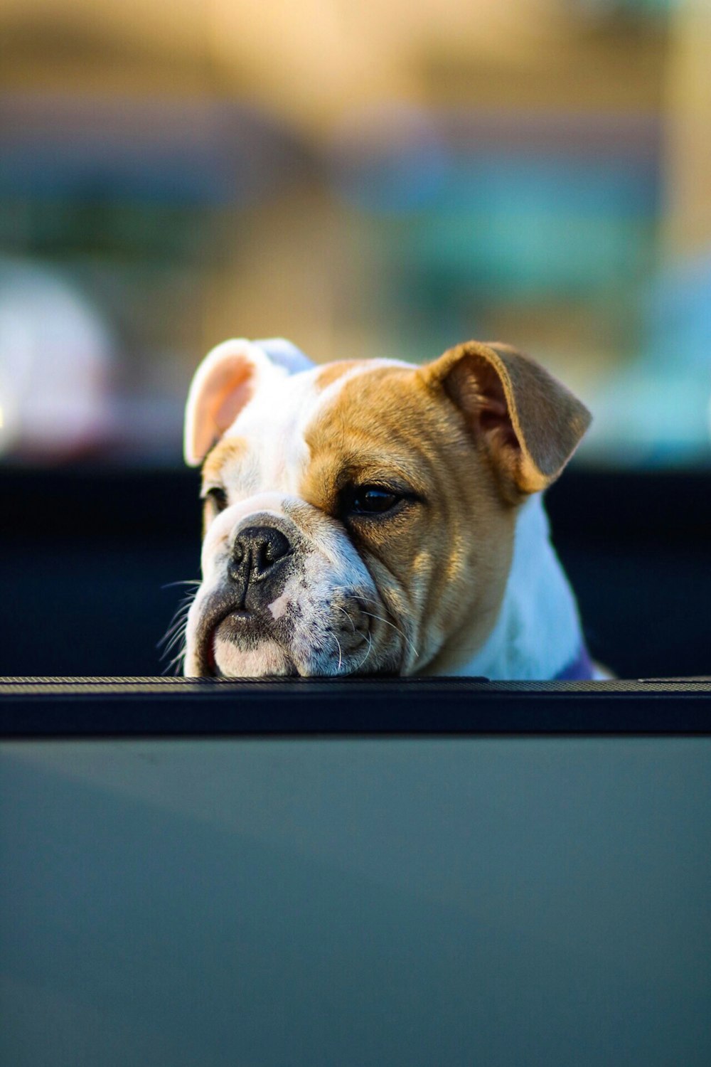 brown and white dog