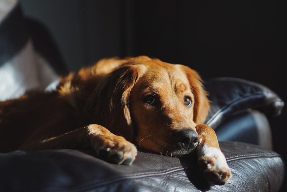 ロングコートの茶色の犬