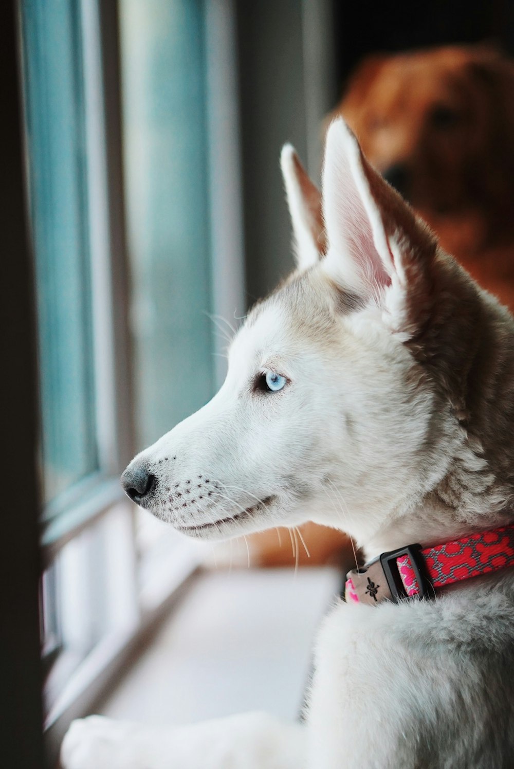 dog standing by the window