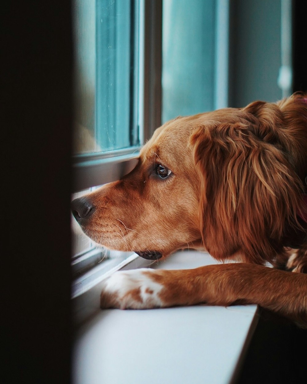Perro marrón en la ventana