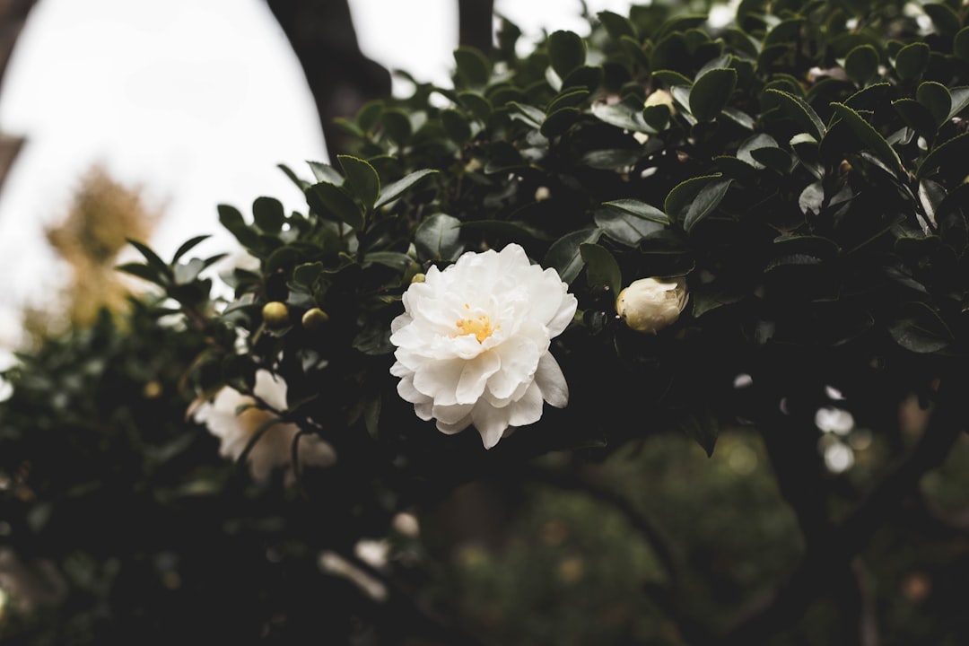 white petaled flower