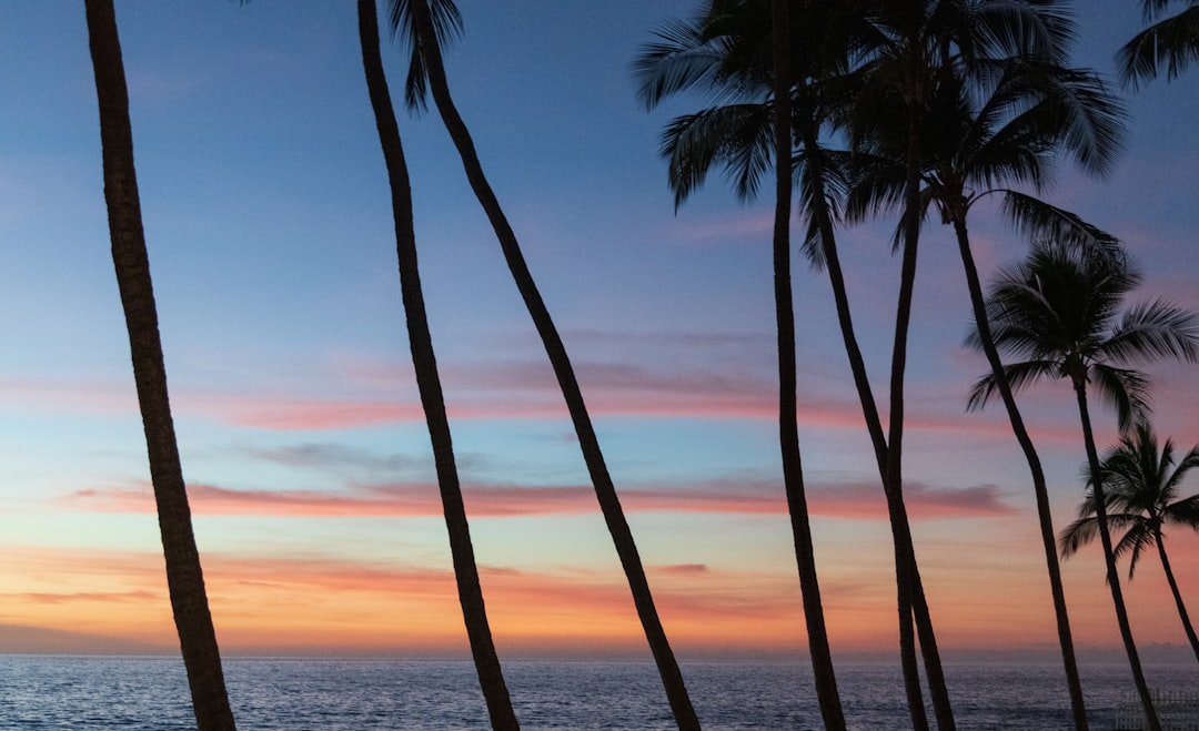 coconut trees