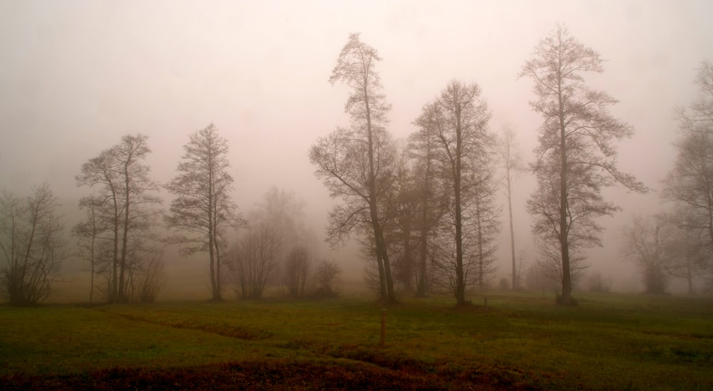 árboles bajo el cielo gris