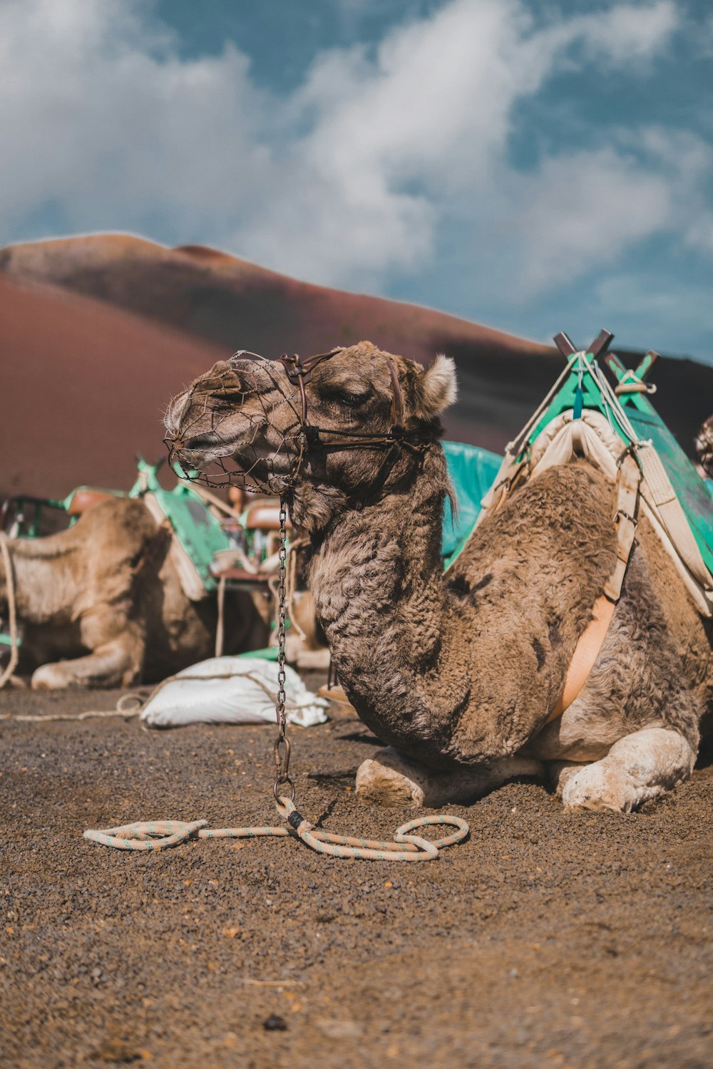 brown camel sitting on floor at deser