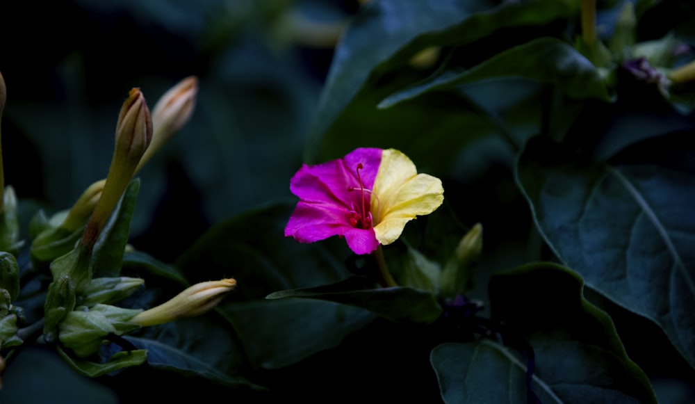 selective focus photography of pink and yellow petaled flower