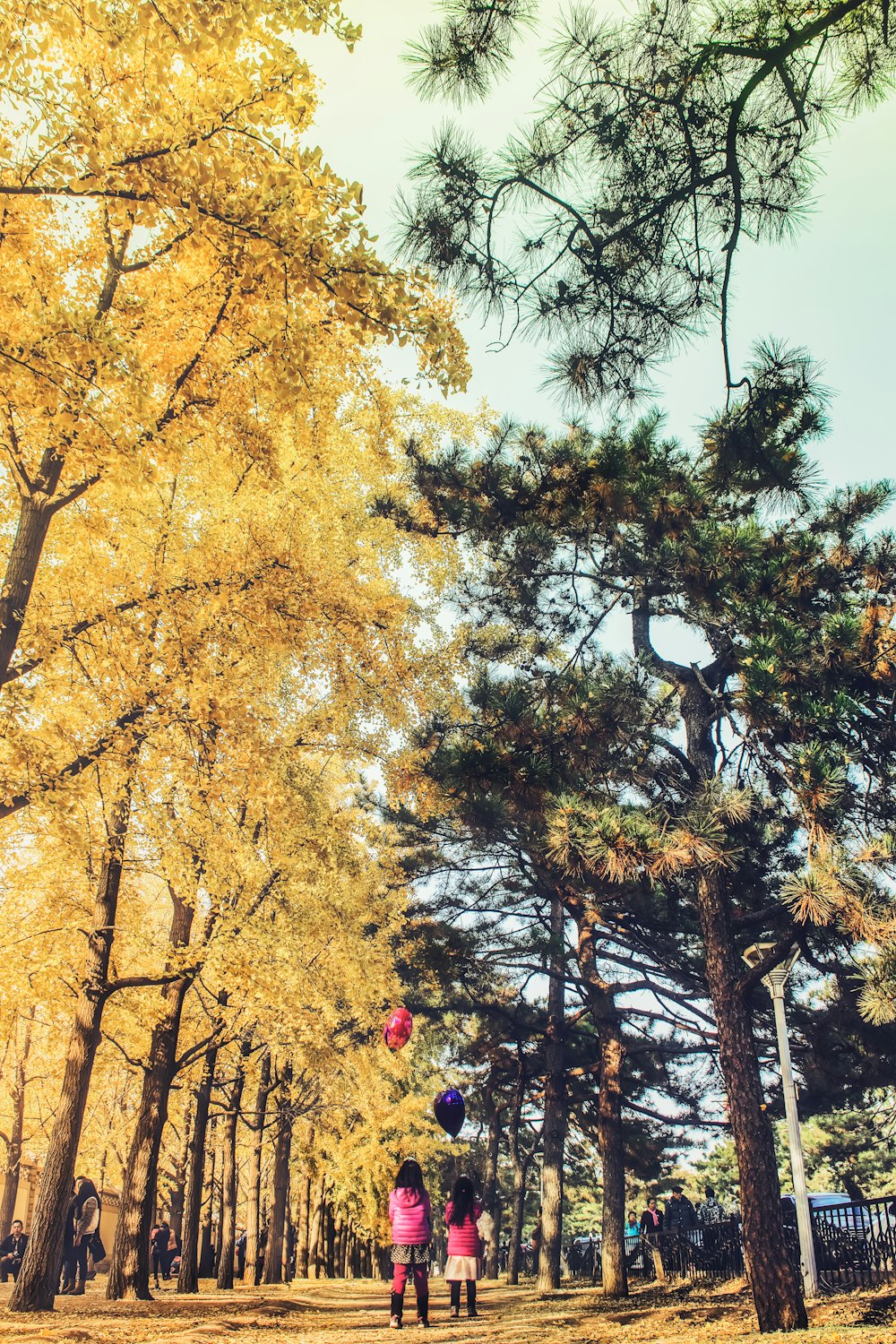 two women walking under green and yellow trees at daytime