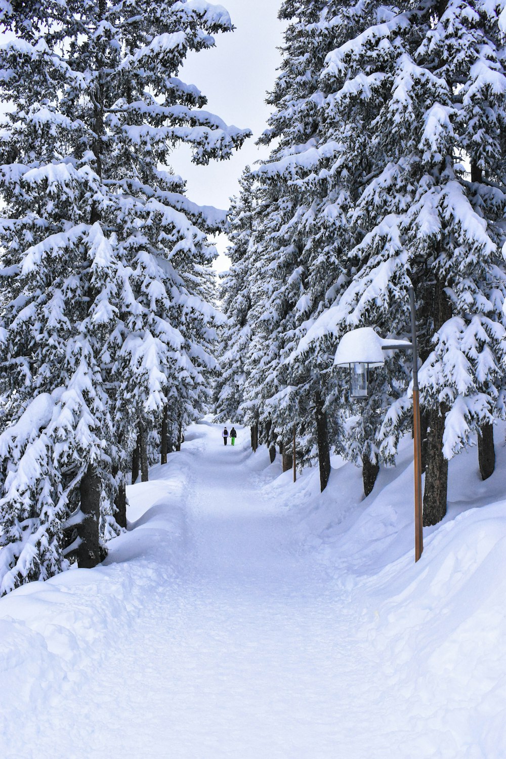 snow covered trees