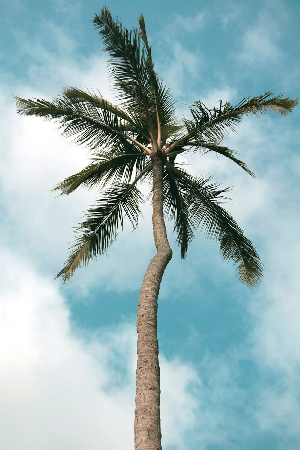 low-angle photography of green coconut tree