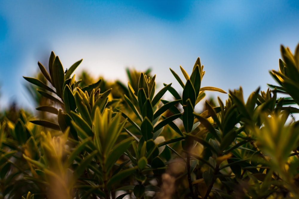 green leaf plant in brown pot