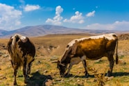 two brown, black, and white cattle