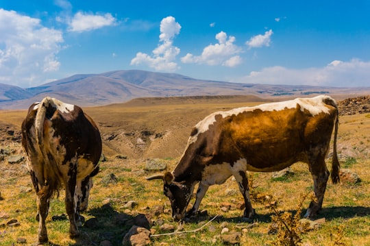 two brown, black, and white cattle in Ani Turkey