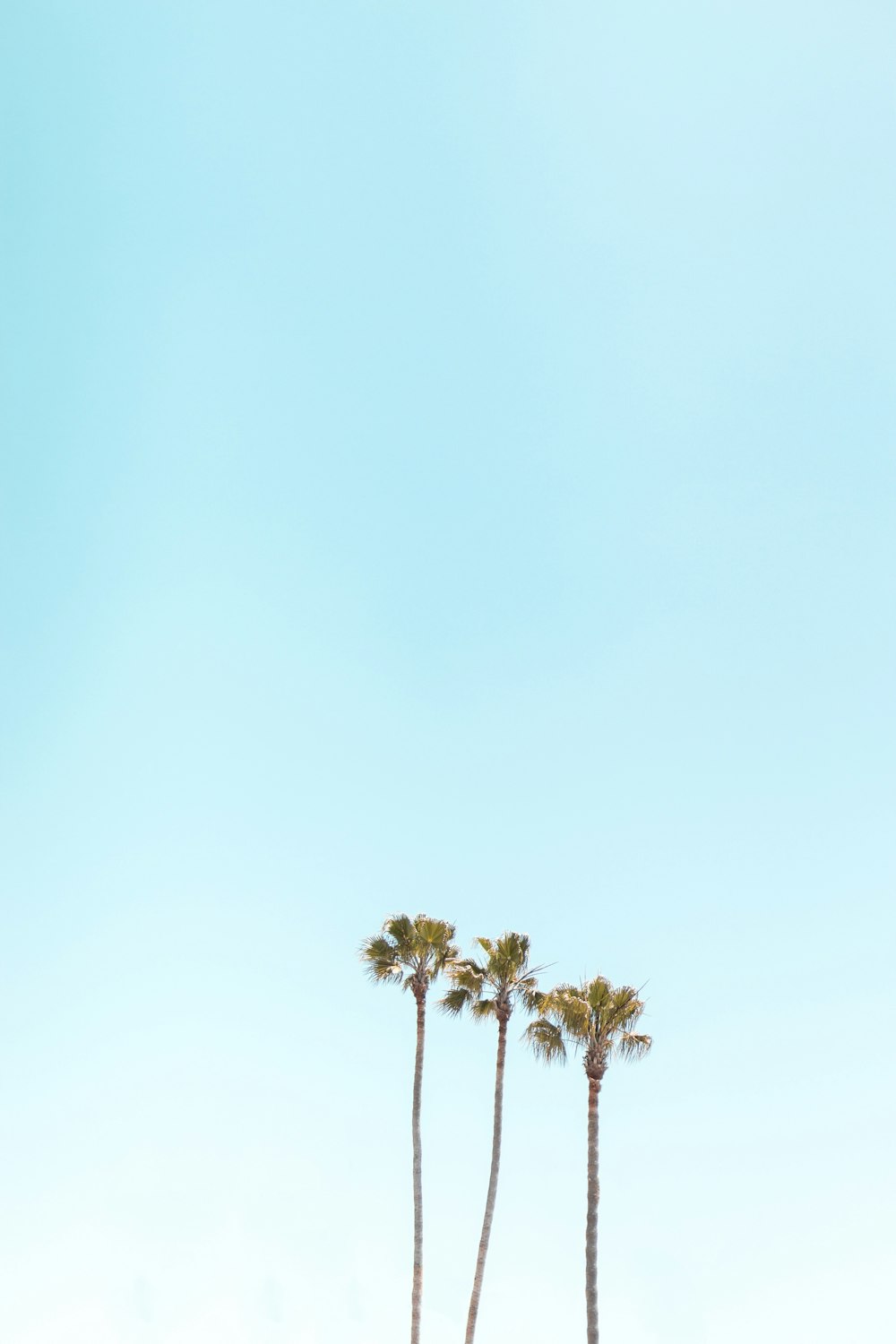 iphone 5 wallpaper palm tree