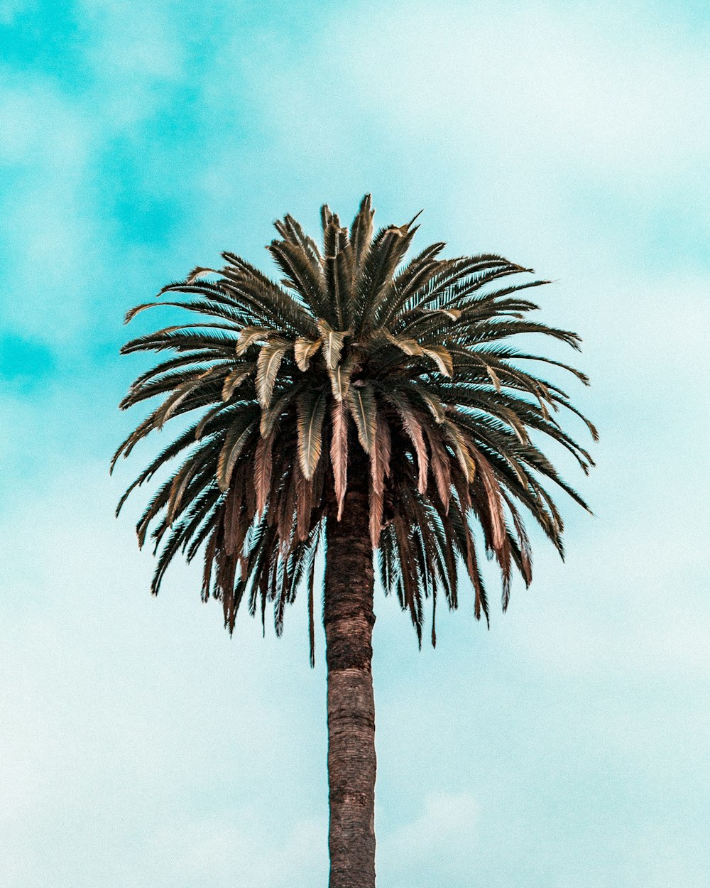 árbol de hojas verdes