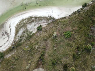 An aerial view of a coastline with a narrow strip of sandy beach separating green, algae-filled water from a dense patch of grassy terrain. Various shrubs and small trees emerge among the thick grass, and driftwood is scattered near the shoreline.