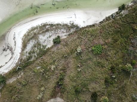 An aerial view of a coastline with a narrow strip of sandy beach separating green, algae-filled water from a dense patch of grassy terrain. Various shrubs and small trees emerge among the thick grass, and driftwood is scattered near the shoreline.