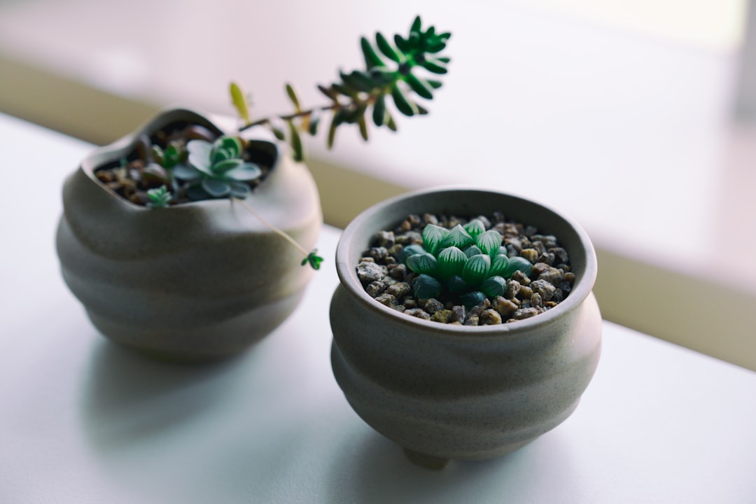 two pots of cactus