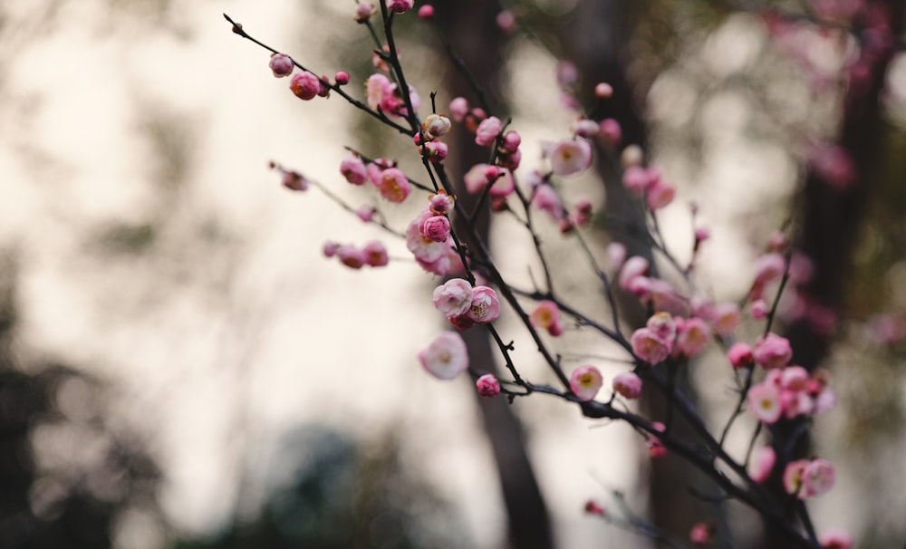 fotografia de foco seletivo de flor de cerejeira
