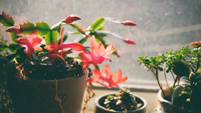 A cheerful arrangement of flowering potted plants in natural light.