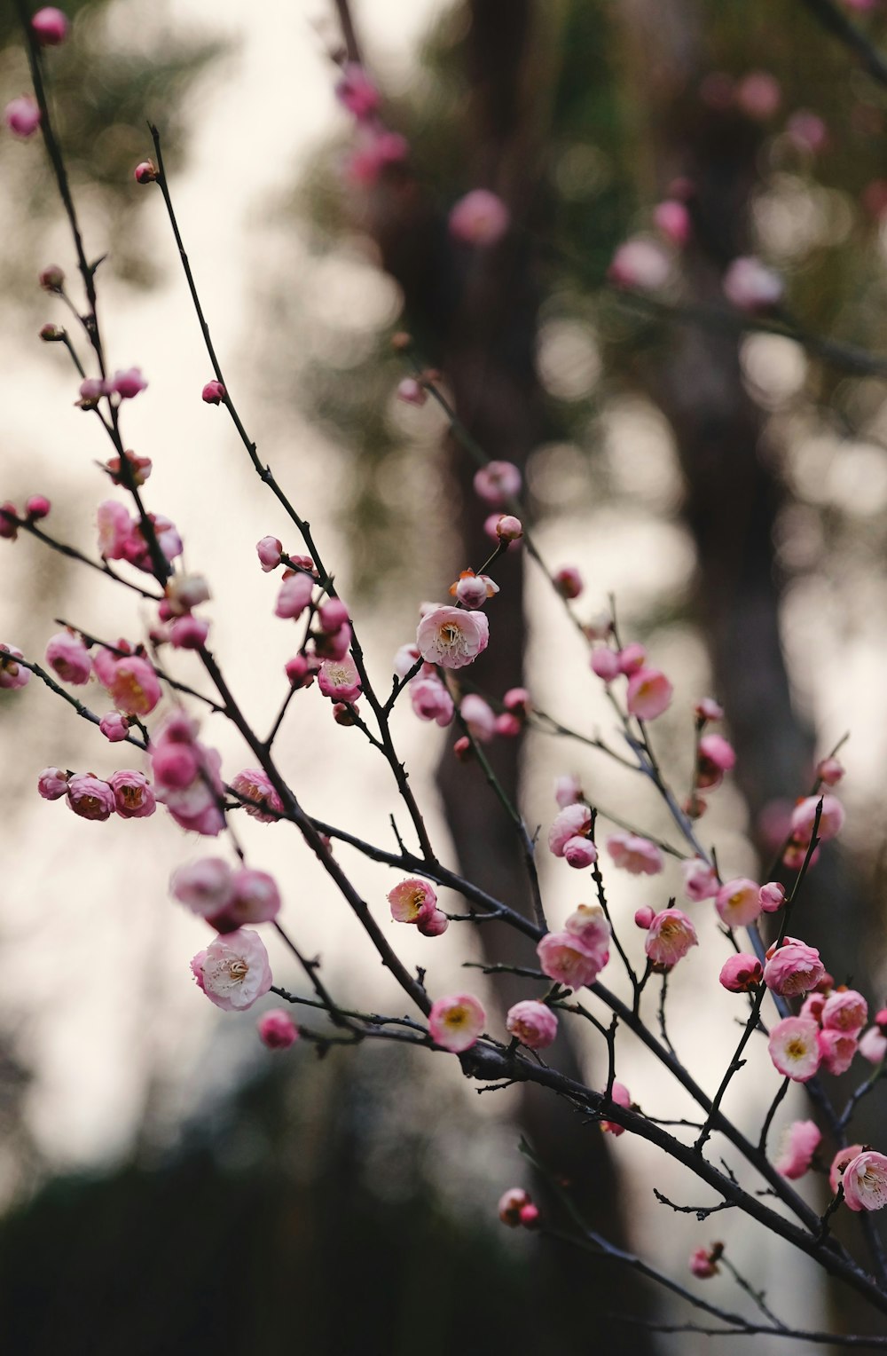 macro photography of pink-petaled flowers