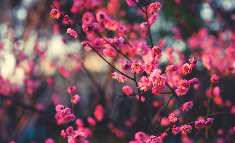 macro photography of pink-petaled flowers