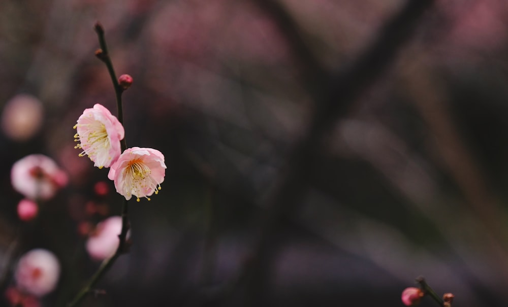 fotografia de foco seletivo de flores cor-de-rosa