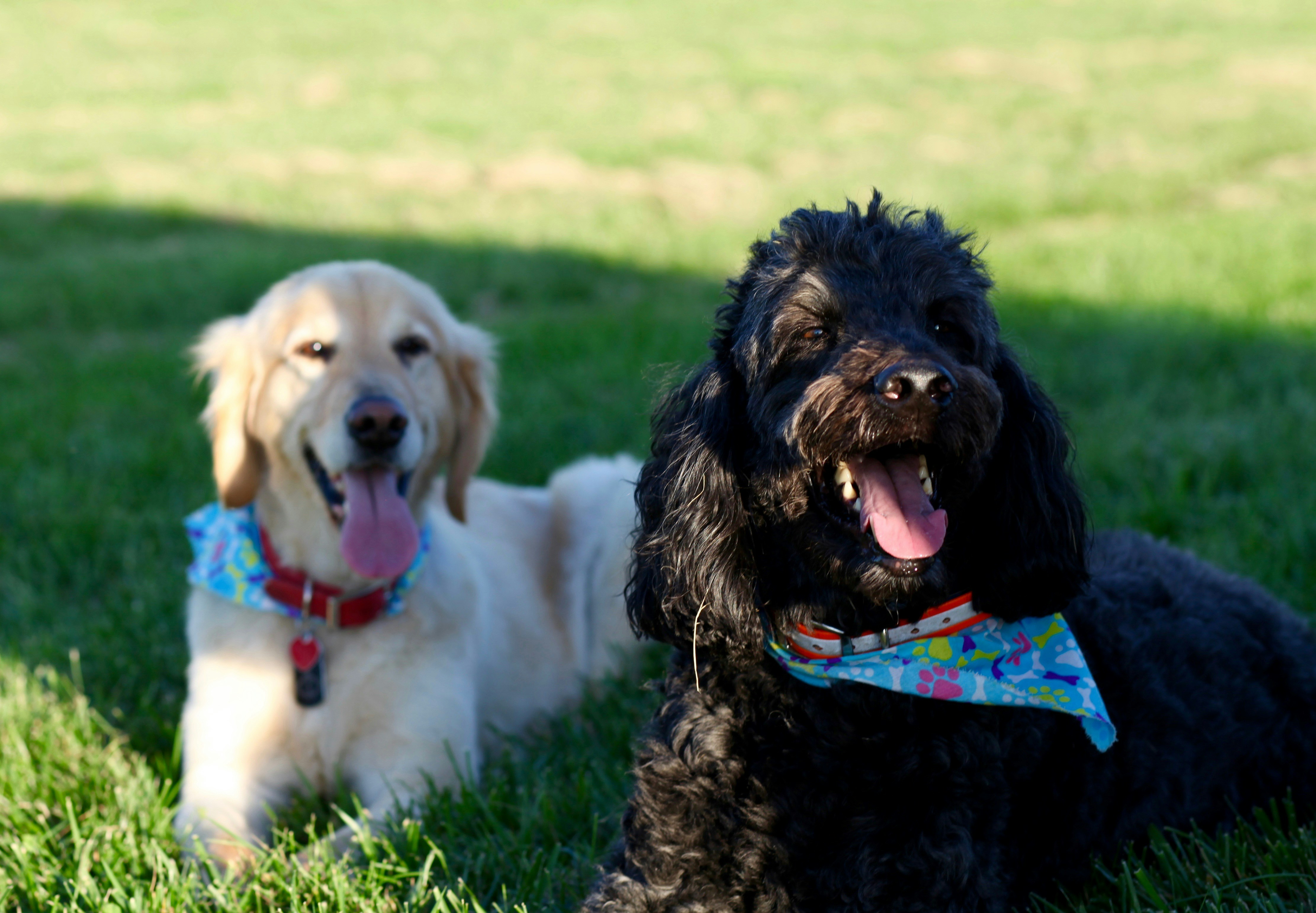 golden miniature poodle