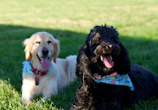 Two dogs wearing matching handmade bandanas, playing together in a park.