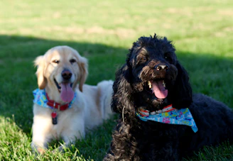 Two happy dogs wearing matching colorful bandanas, playing together in a sunny garden.