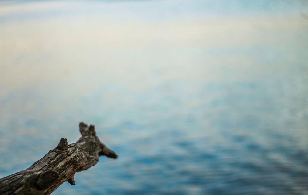 brown drift wood near body of water