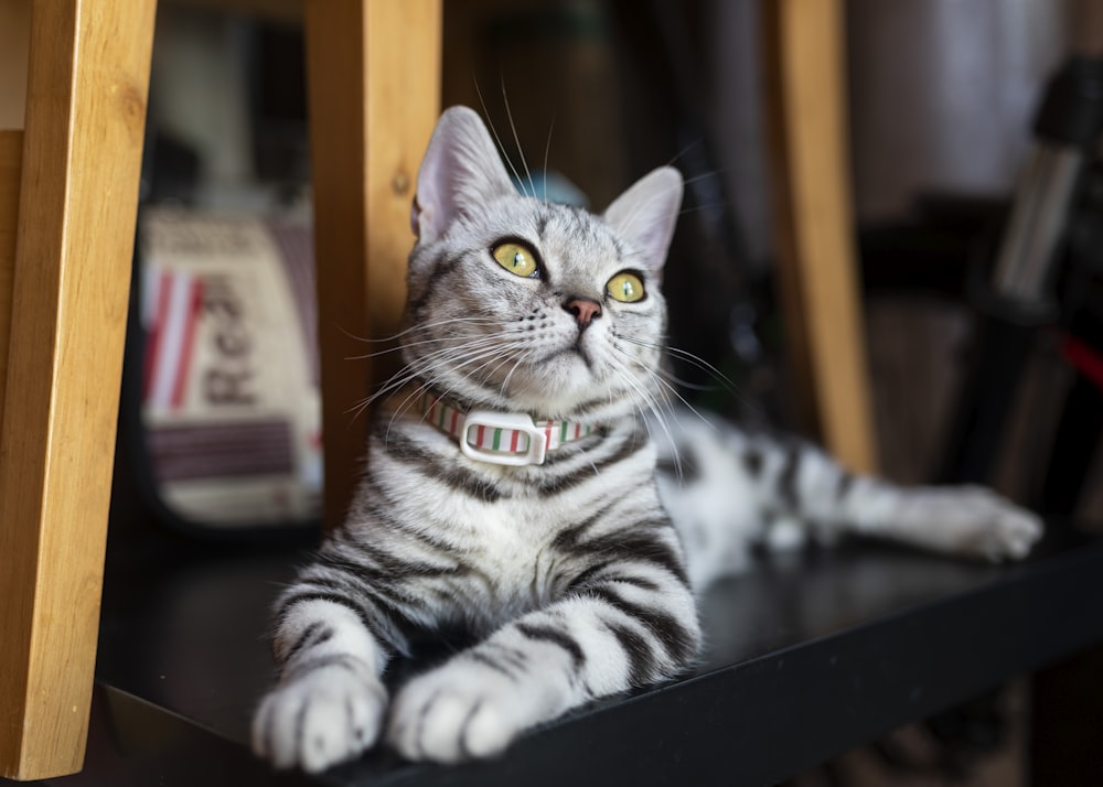 short-fur gray cat on floor