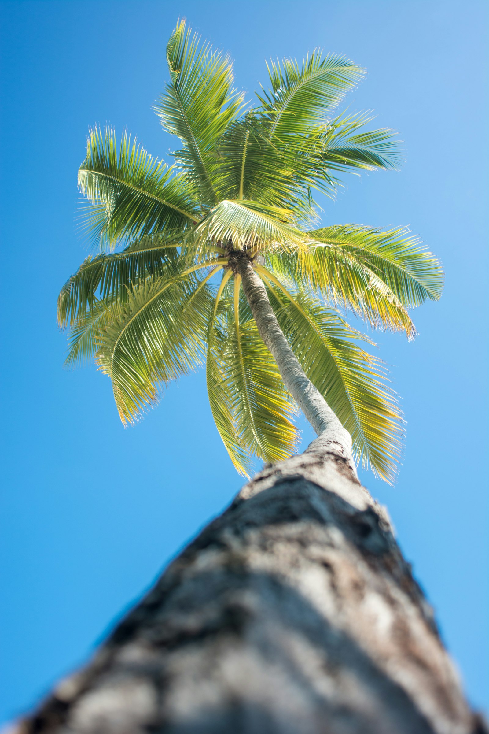 Nikon AF Nikkor 24mm F2.8D sample photo. Green coconut palm tree photography