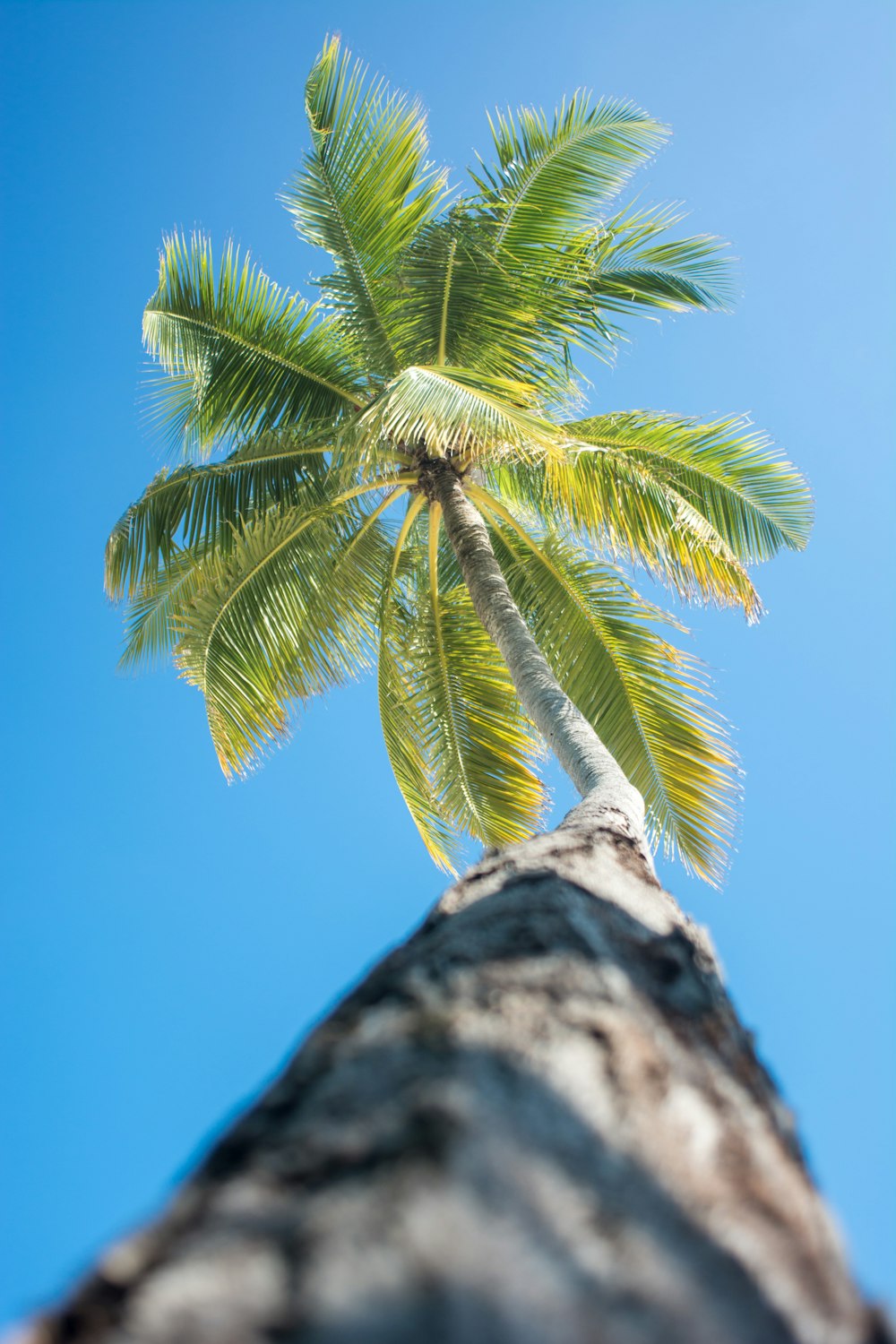 palmera de coco verde