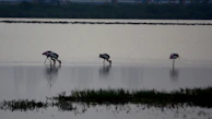 A serene wetland scene with a group of painted storks wading through shallow water.