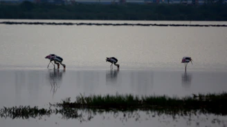 A serene wetland scene with a group of painted storks wading through shallow water.