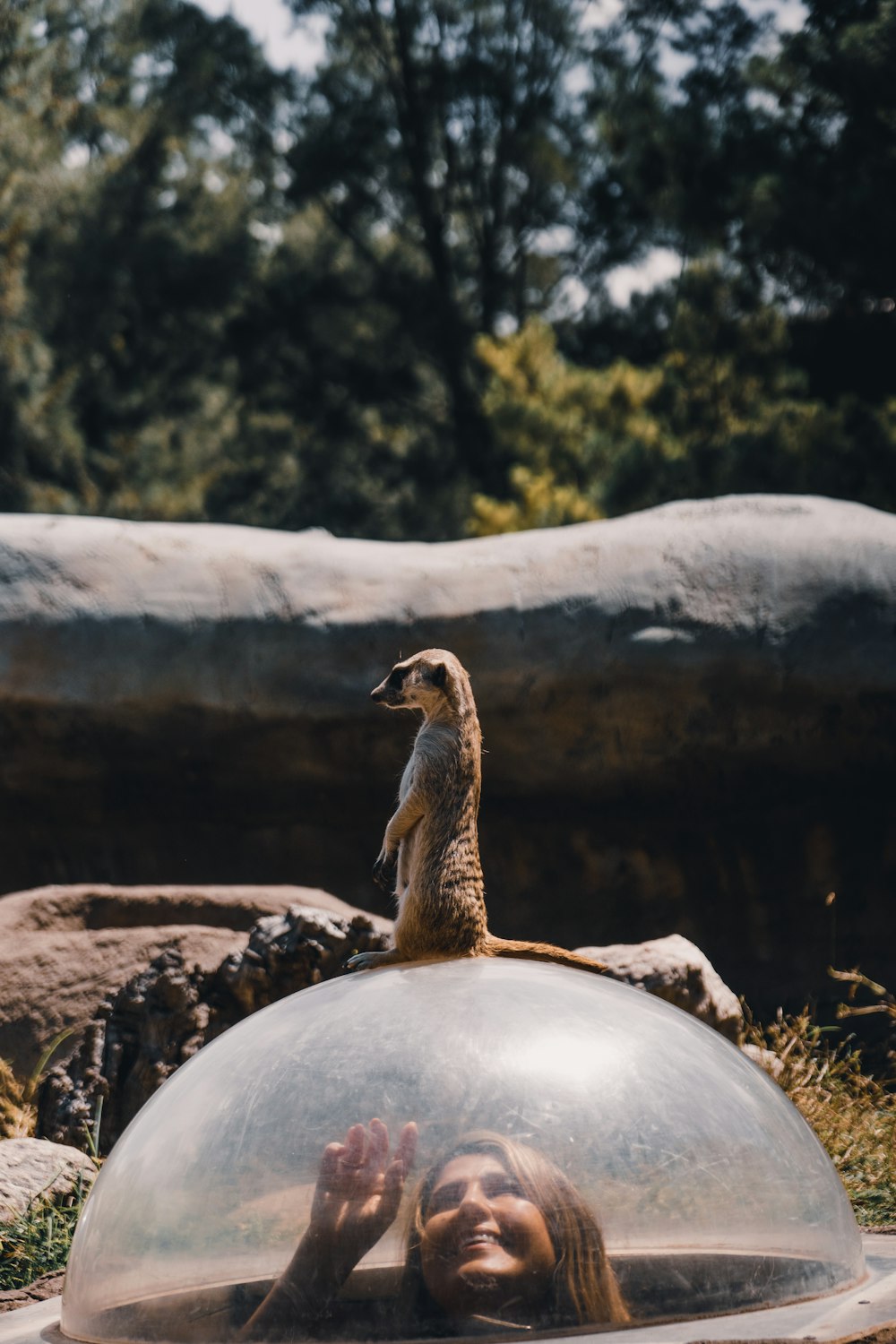 meerkat on glass dome surface during daytime