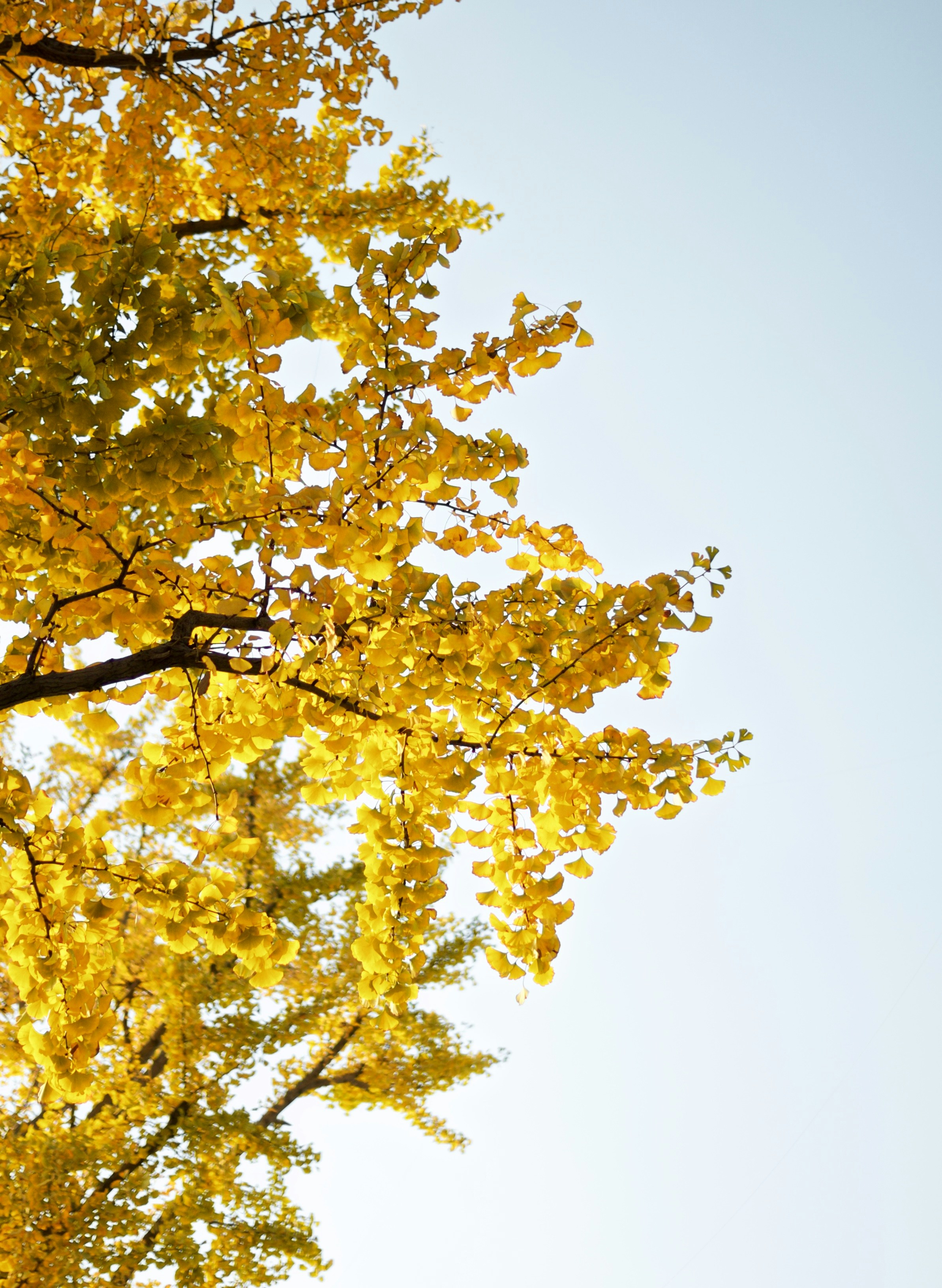 昼間の黄色い花の木の写真 Unsplashで見つける木の無料写真