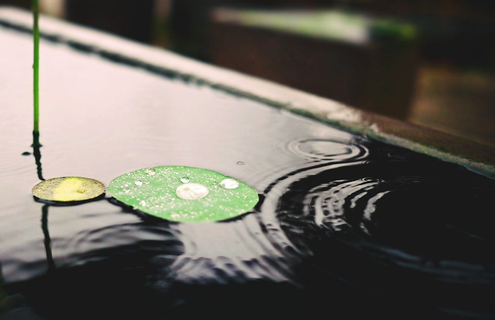 green leaf floating on water