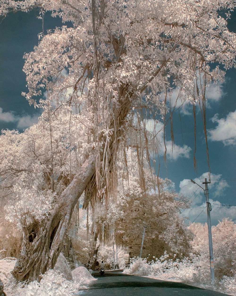 Camino de hormigón junto a un árbol de pétalos blancos