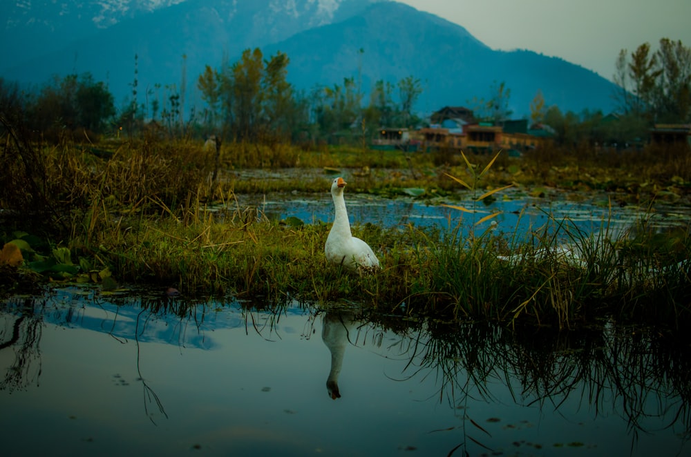 goose sitting on green grass during daytime