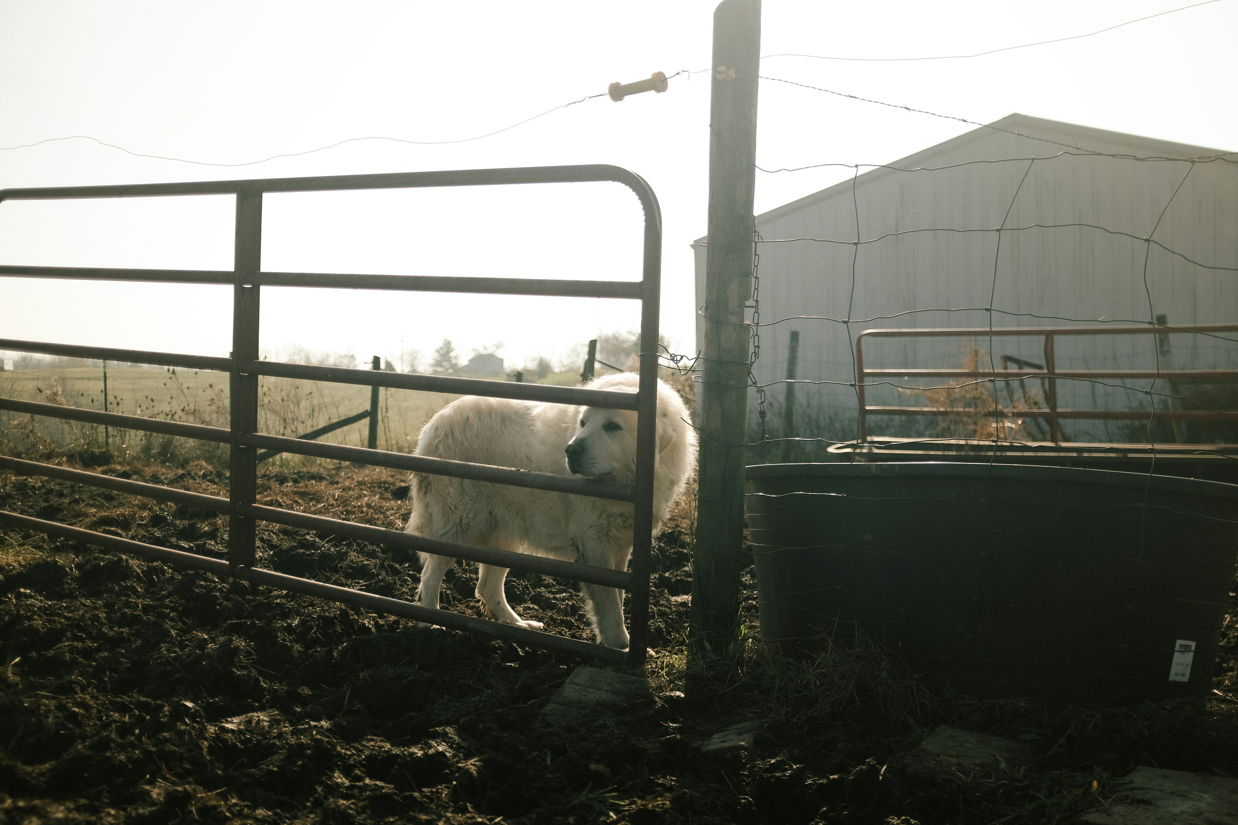 dog near fence