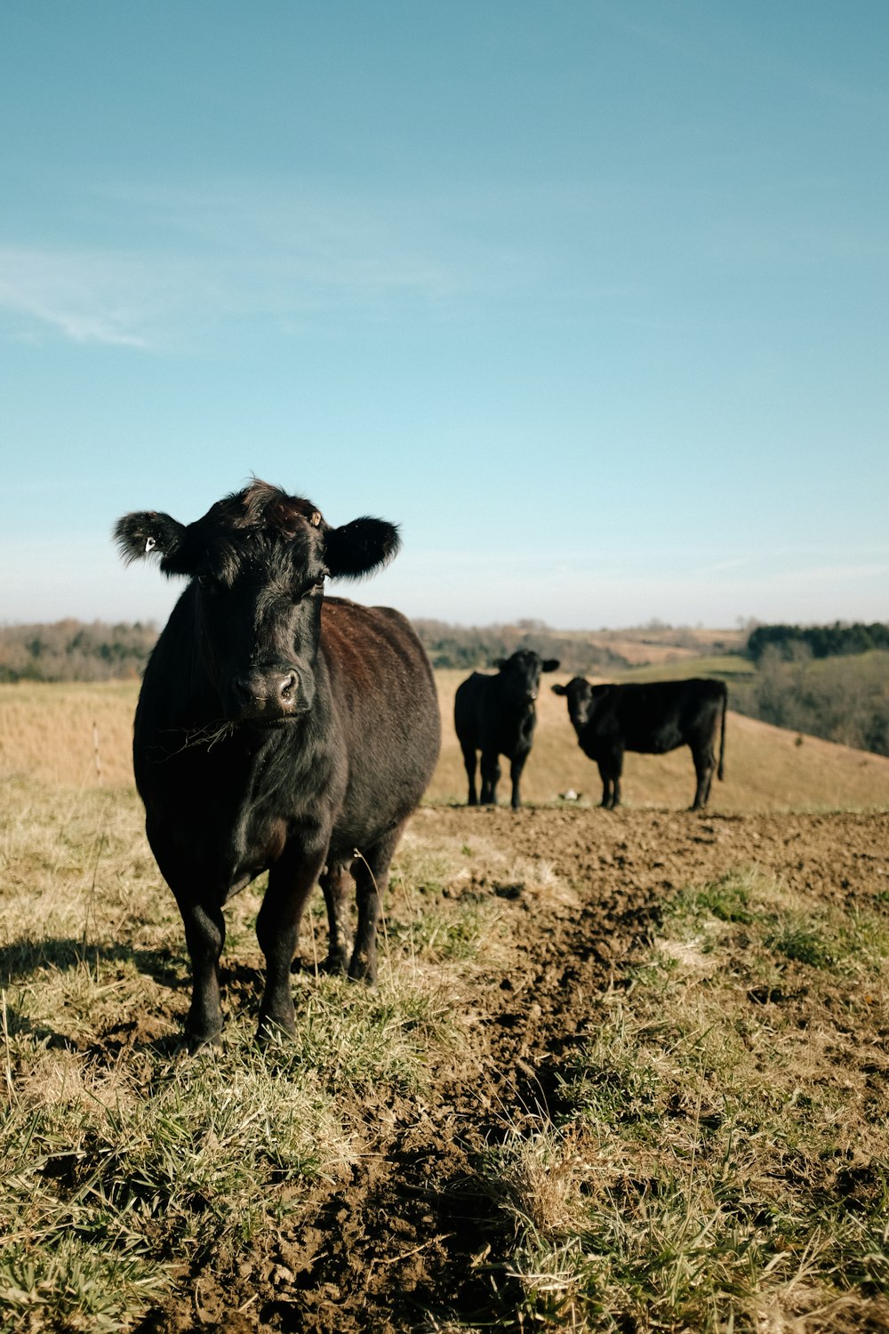 três vacas negras em pastagens durante o dia
