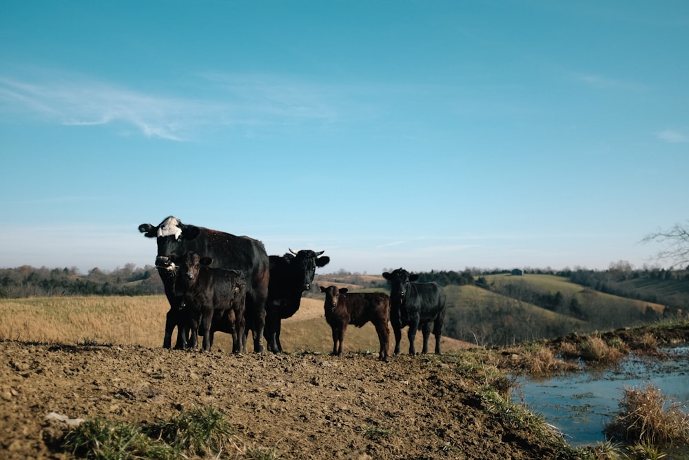 black and brown cattle near river during daytime