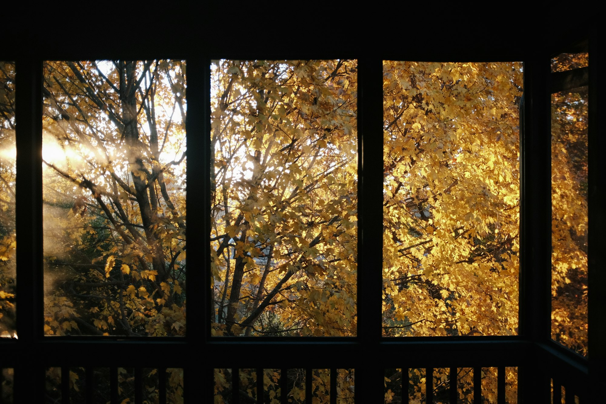 trees near building